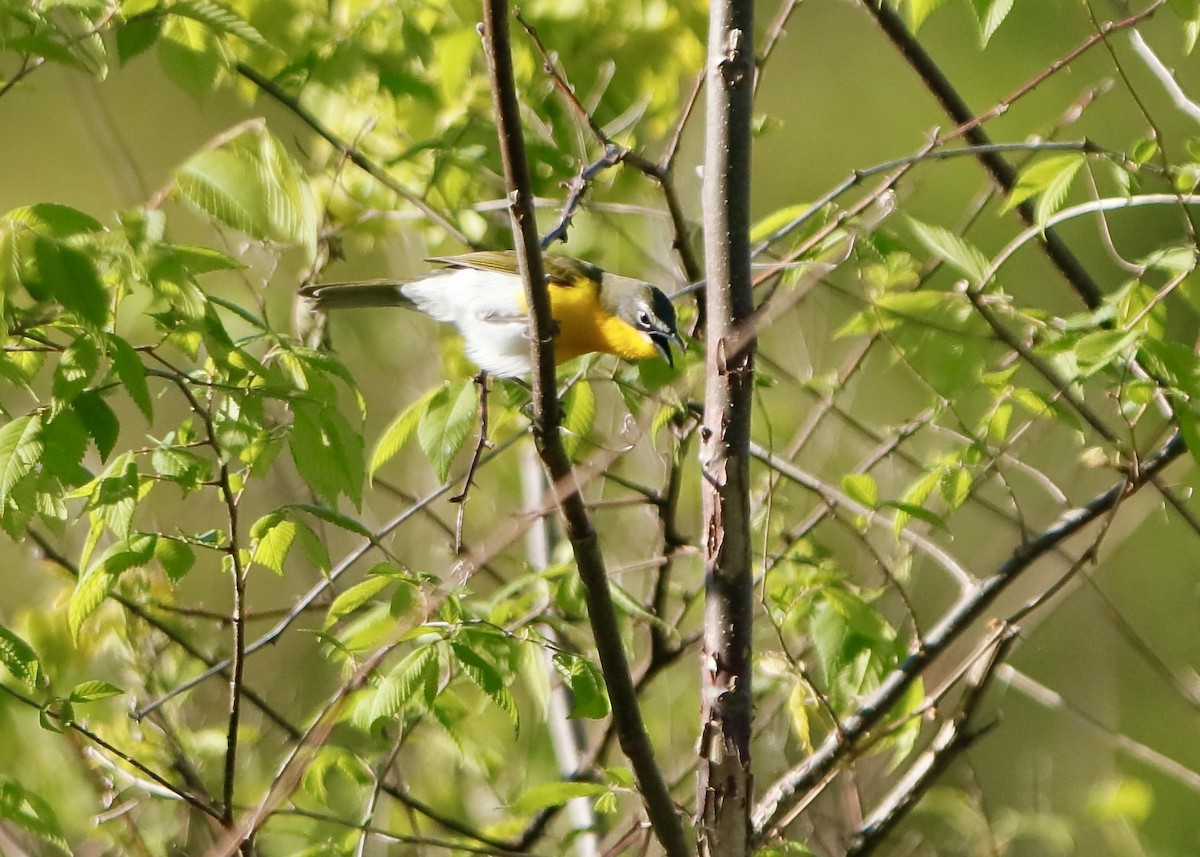 Yellow-breasted Chat - ML567343841