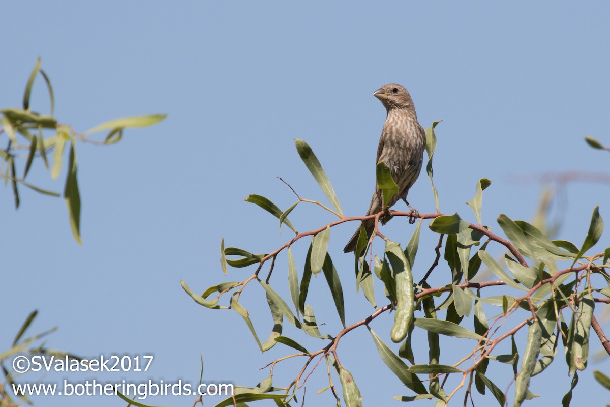 House Finch - Steve Valasek