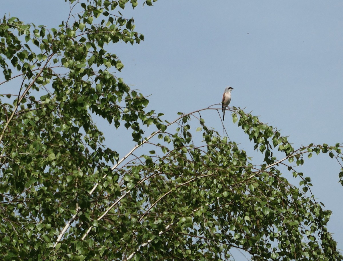 Red-backed Shrike - ML567344121