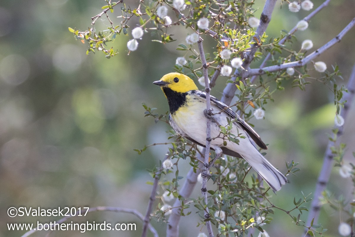 Townsend's x Hermit Warbler (hybrid) - ML56734561