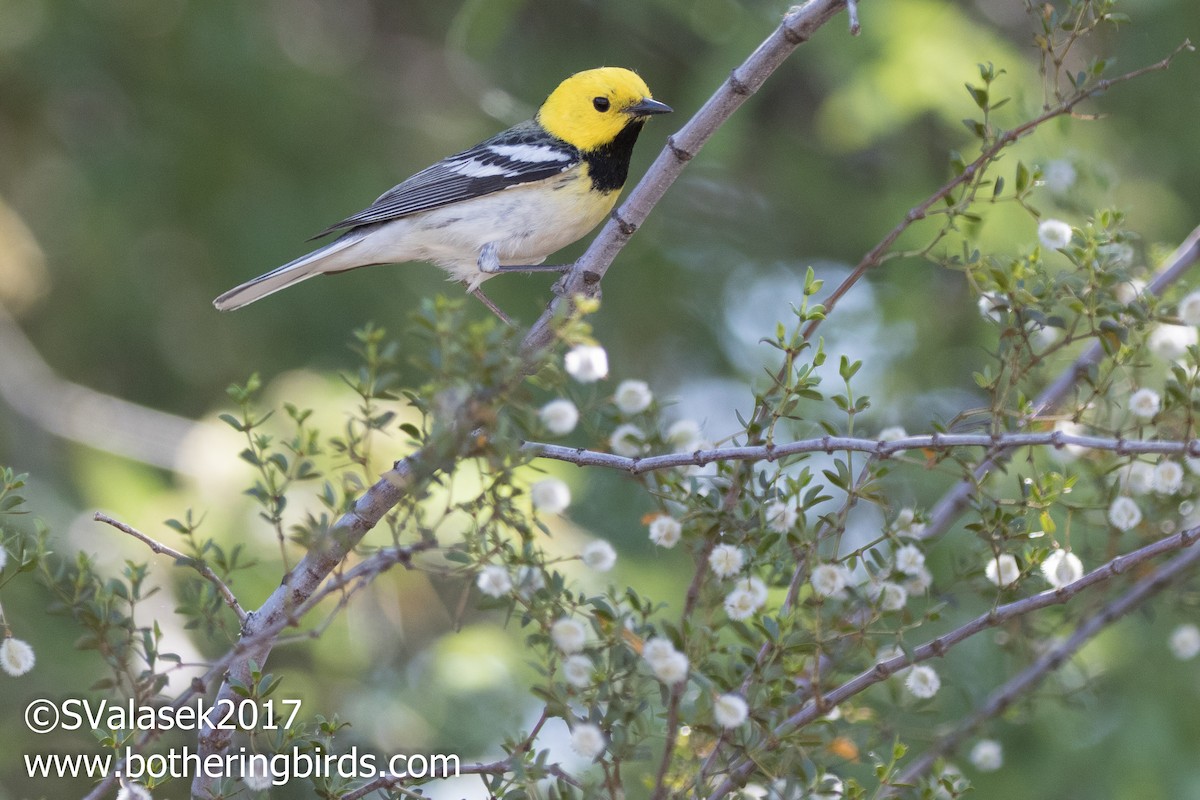 Townsend's x Hermit Warbler (hybrid) - Steve Valasek