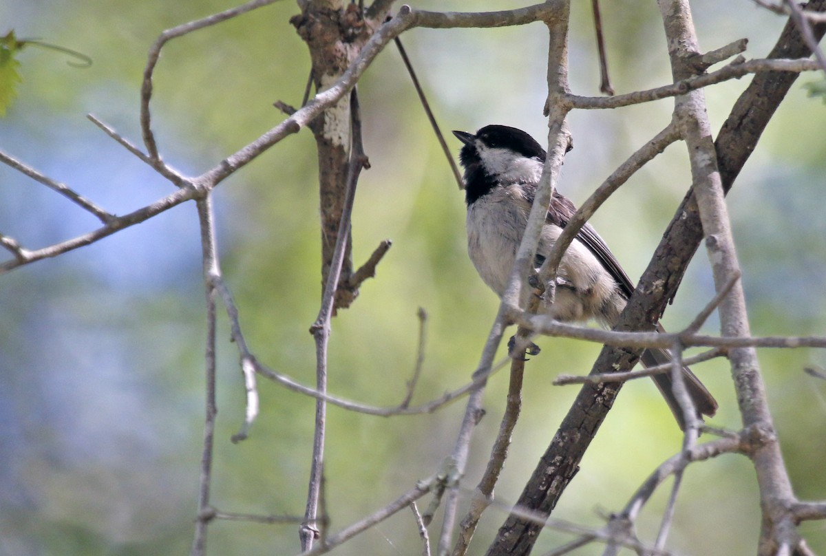 Carolina Chickadee - ML567346451