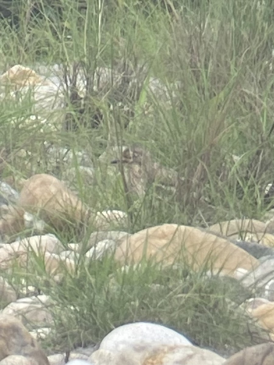 Indian Thick-knee - Marc Chelemer