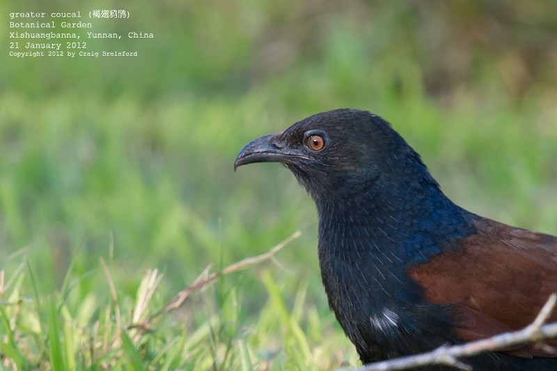 Greater Coucal - ML56734791