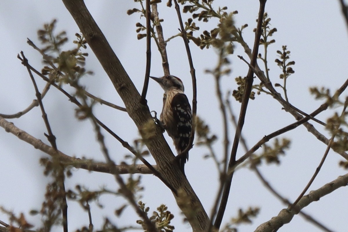 Fulvous-breasted Woodpecker - ML567348061