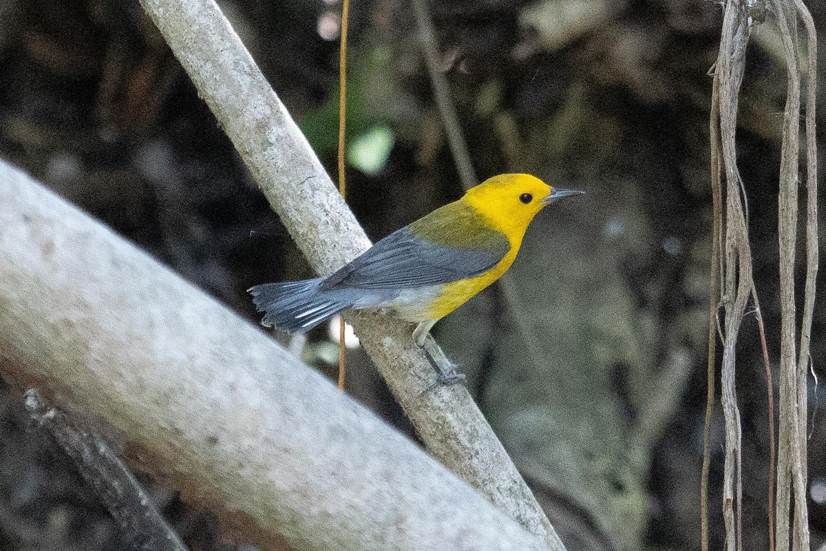 Prothonotary Warbler - ML567348211