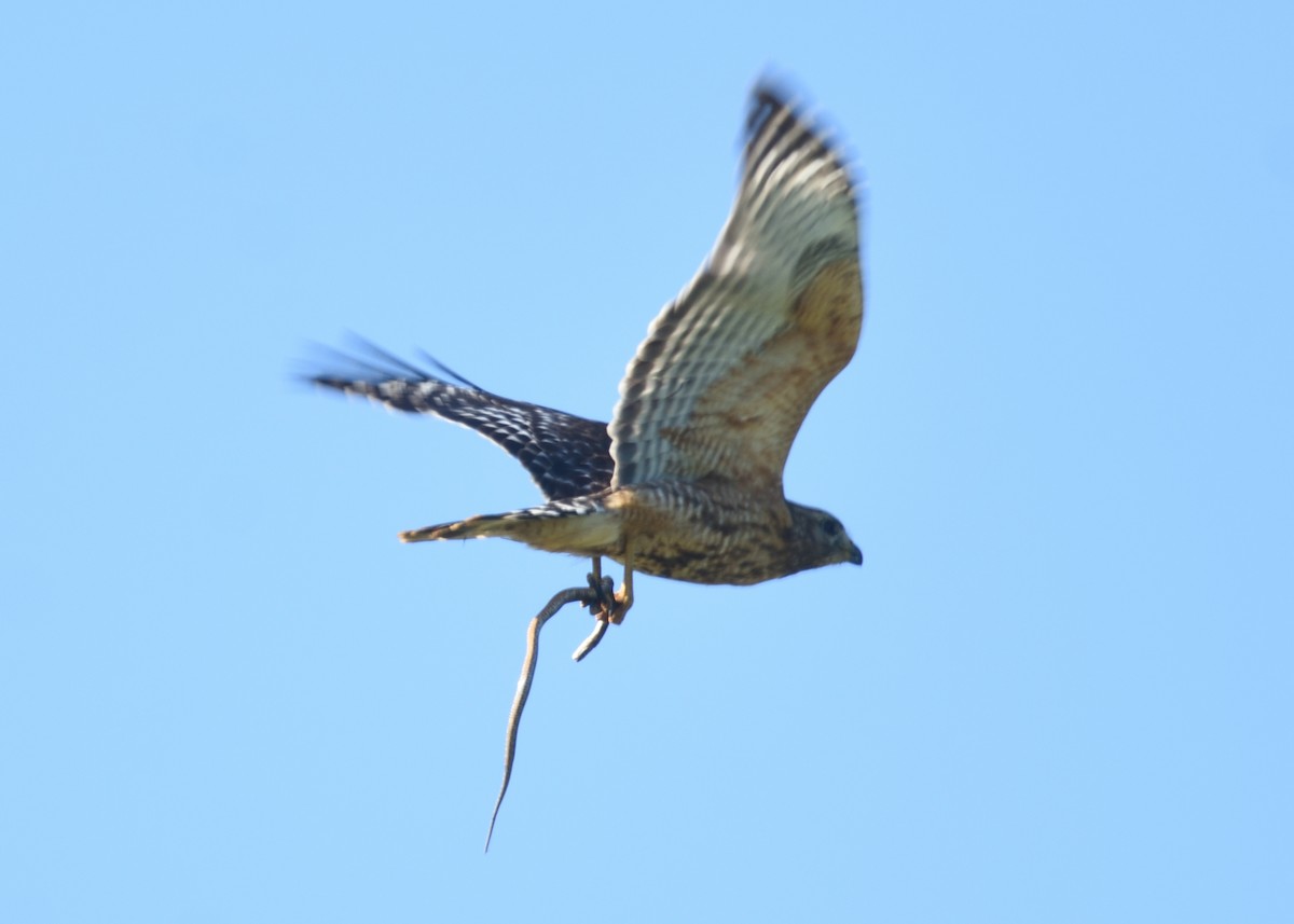 Red-shouldered Hawk - ML567348451