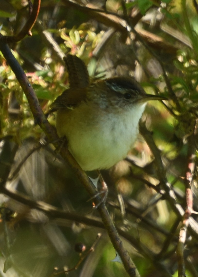 Marsh Wren - ML567348601