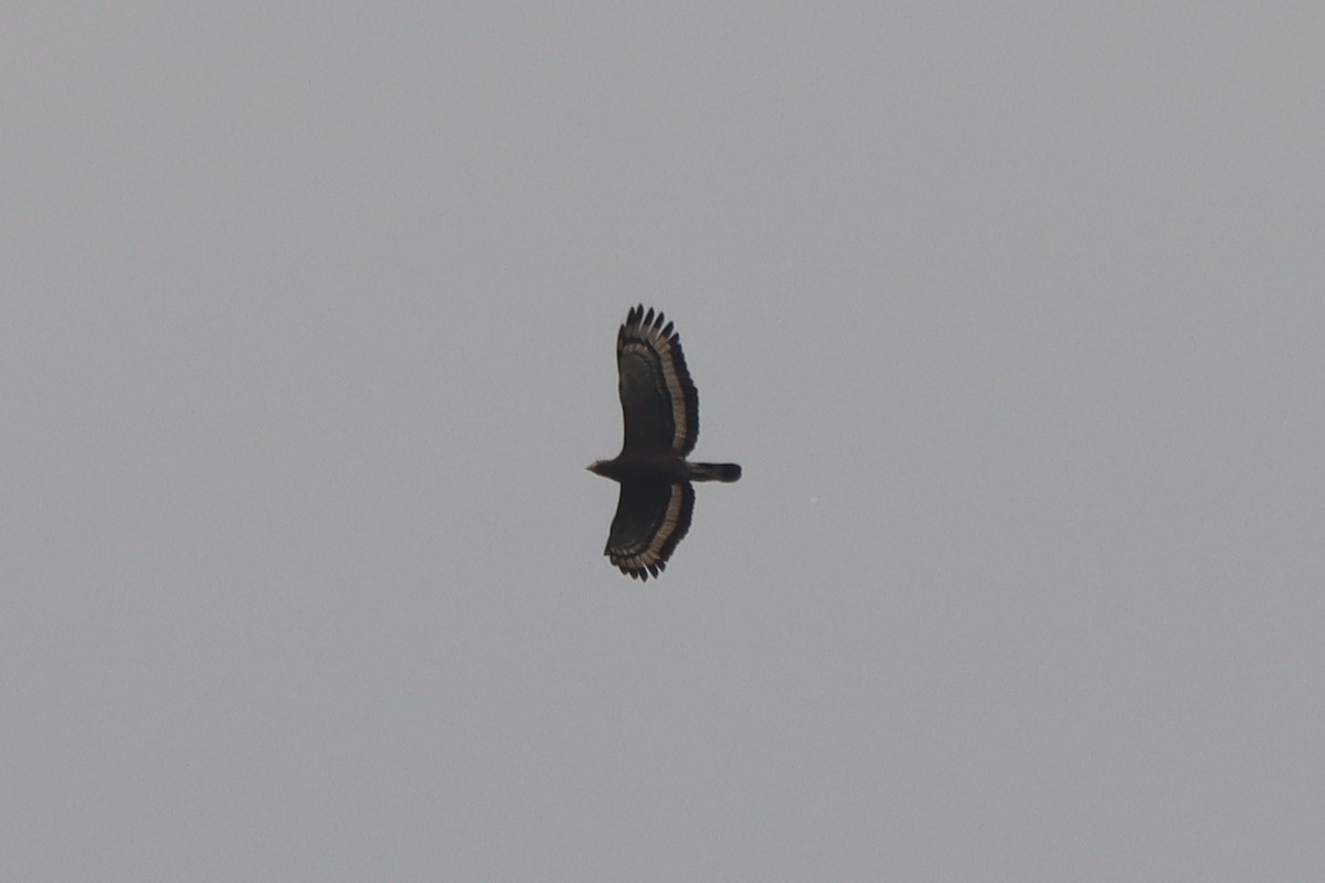 Crested Serpent-Eagle - Marc Chelemer