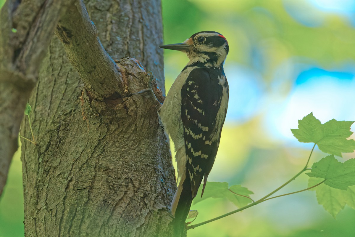 Hairy Woodpecker - ML567349411