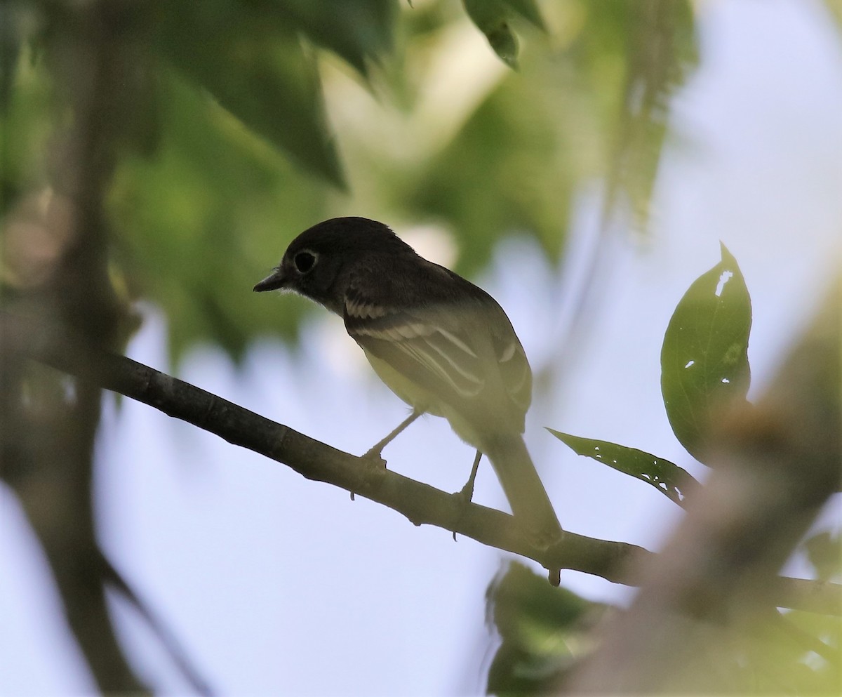 Least Flycatcher - ML567349771