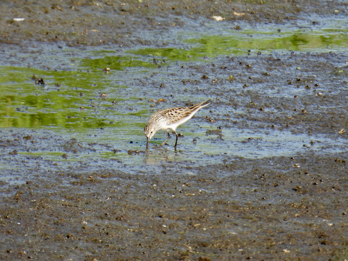 White-rumped Sandpiper - ML567351191