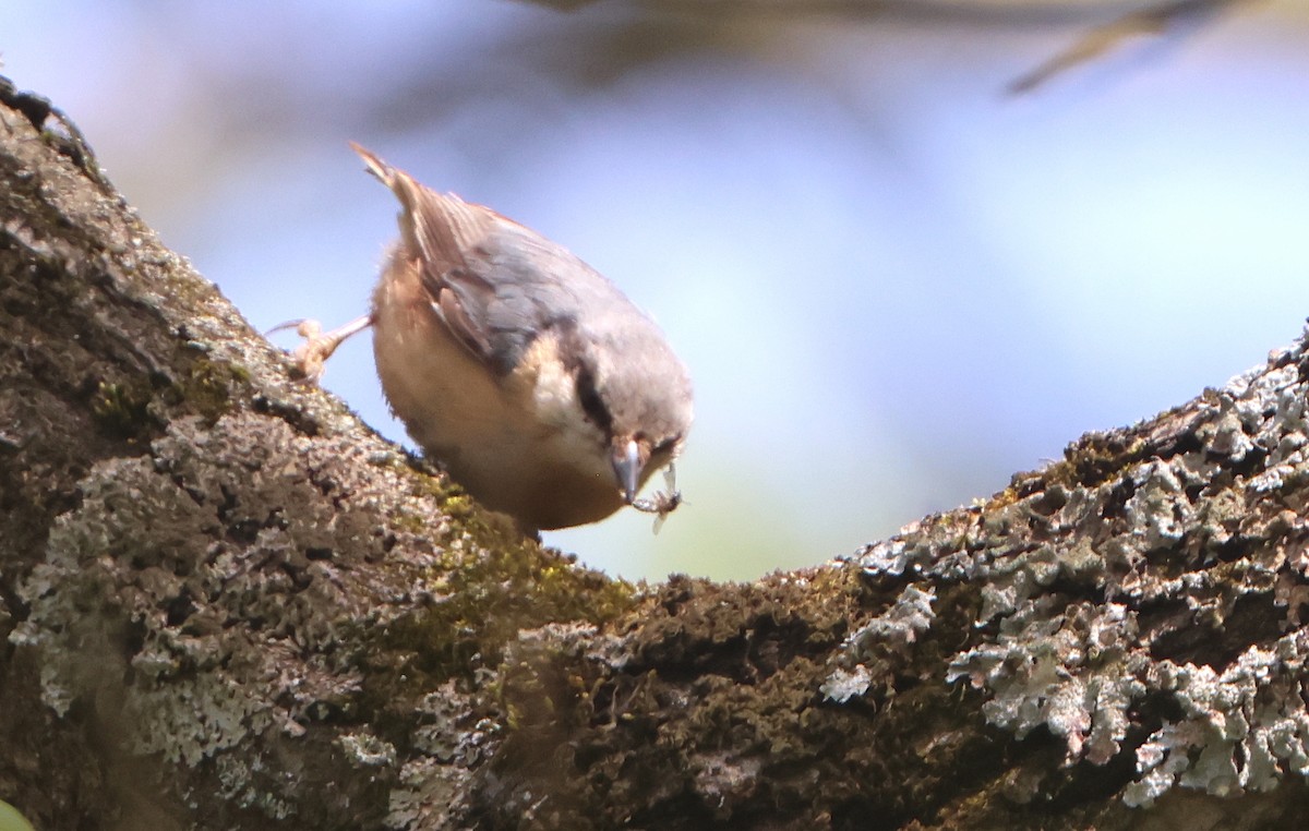 Eurasian Nuthatch - ML567351691