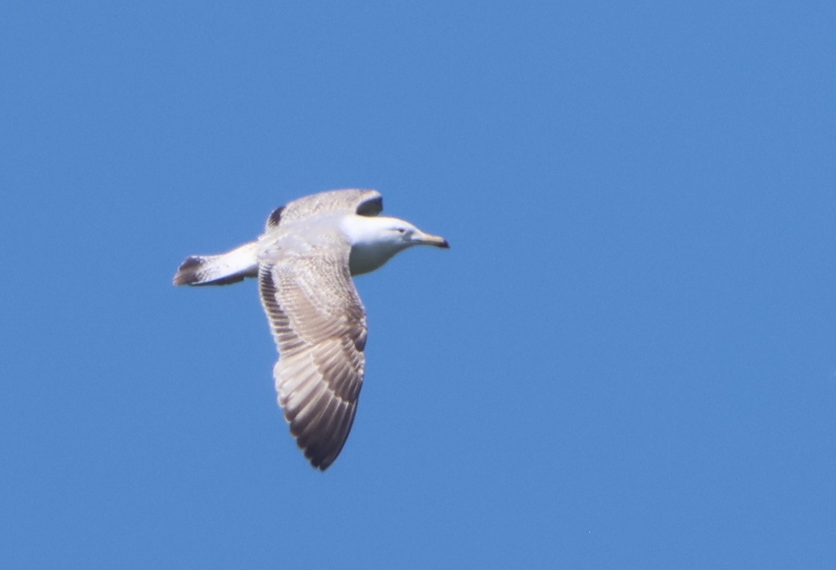 Caspian Gull - Gavin Bieber