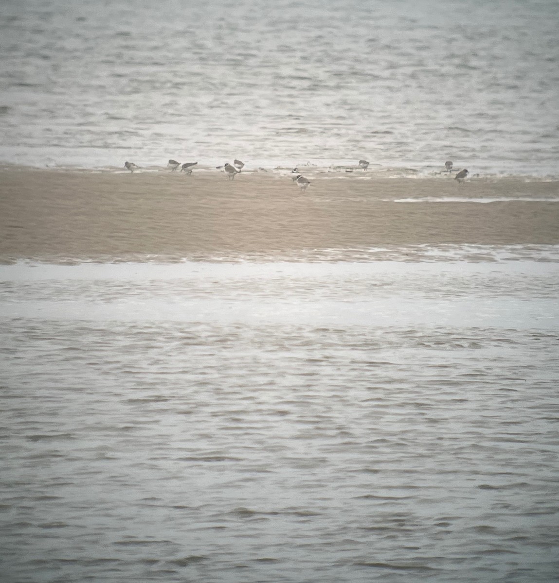 Semipalmated Plover - ML567352541