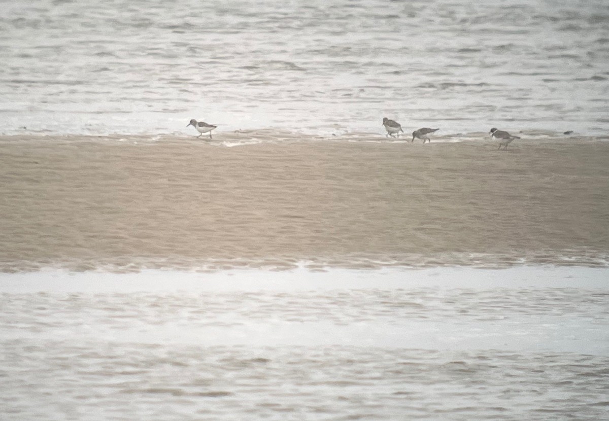 Semipalmated Plover - ML567352611