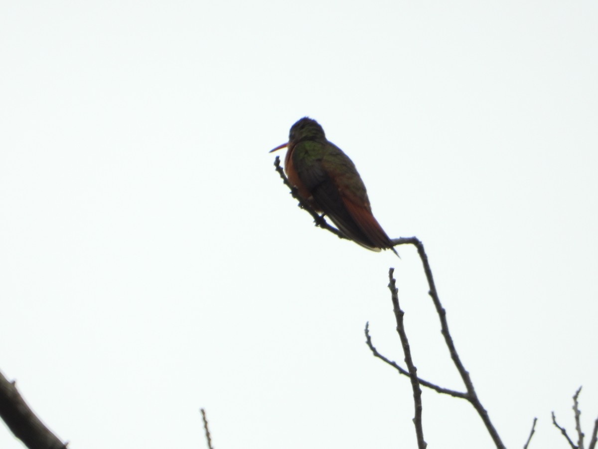 kolibřík ryšavý - ML567353171