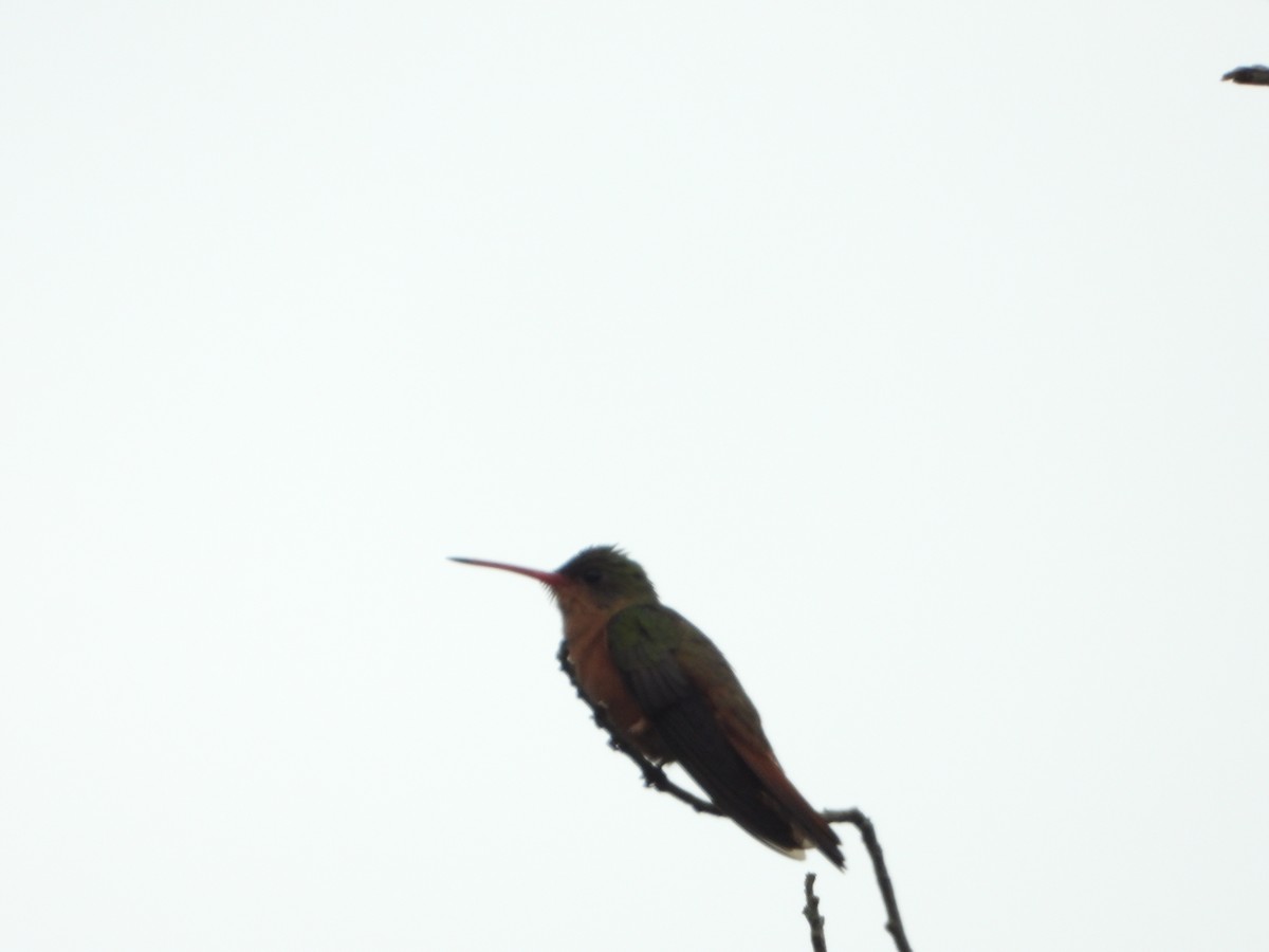 kolibřík ryšavý - ML567353191