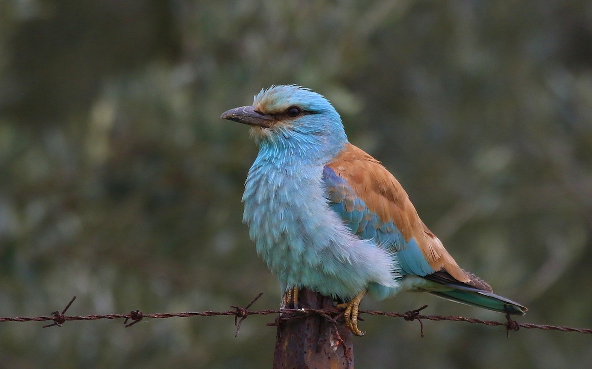 European Roller - ML567353741