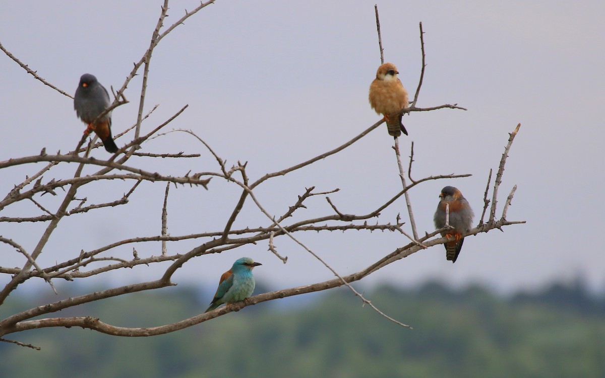 Red-footed Falcon - ML567353841