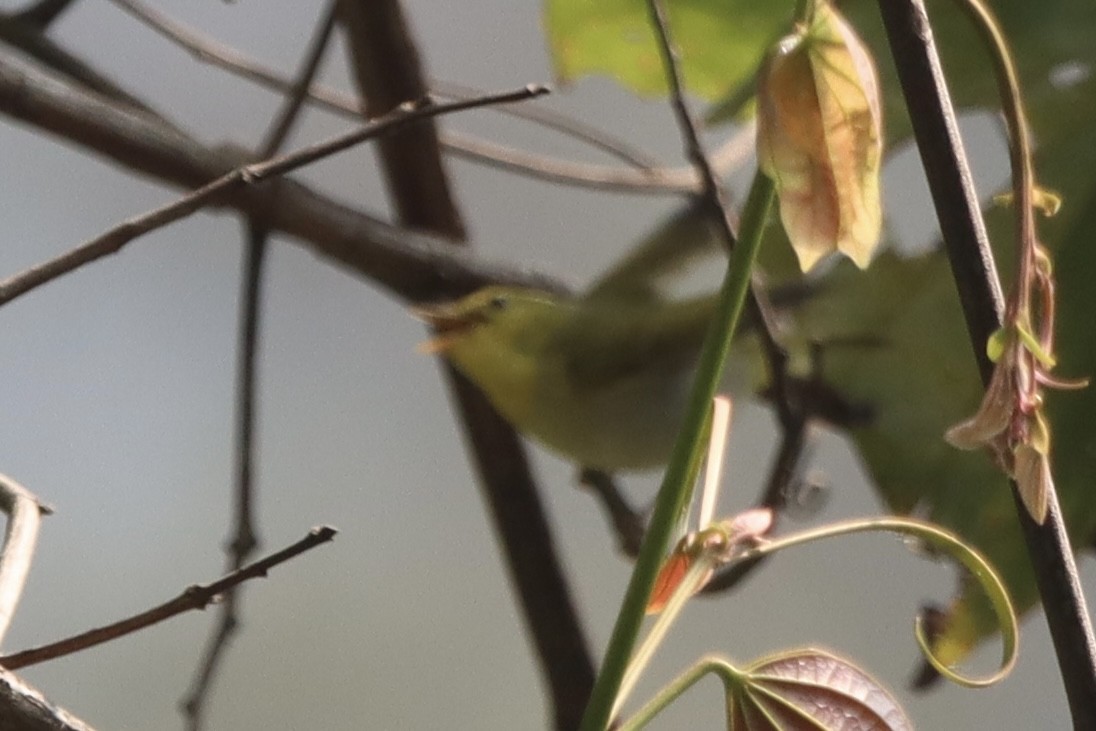 Yellow-vented Warbler - ML567353911