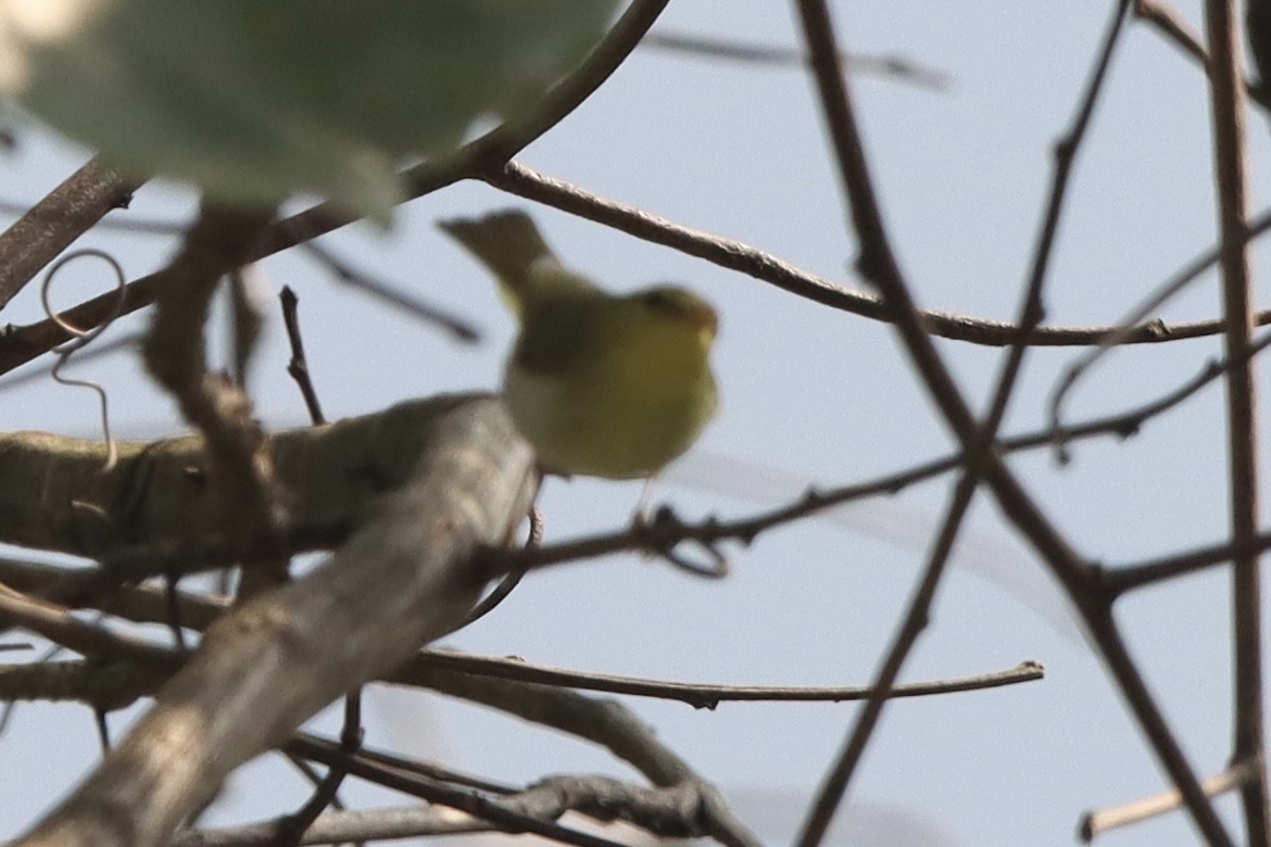 Yellow-vented Warbler - ML567353921
