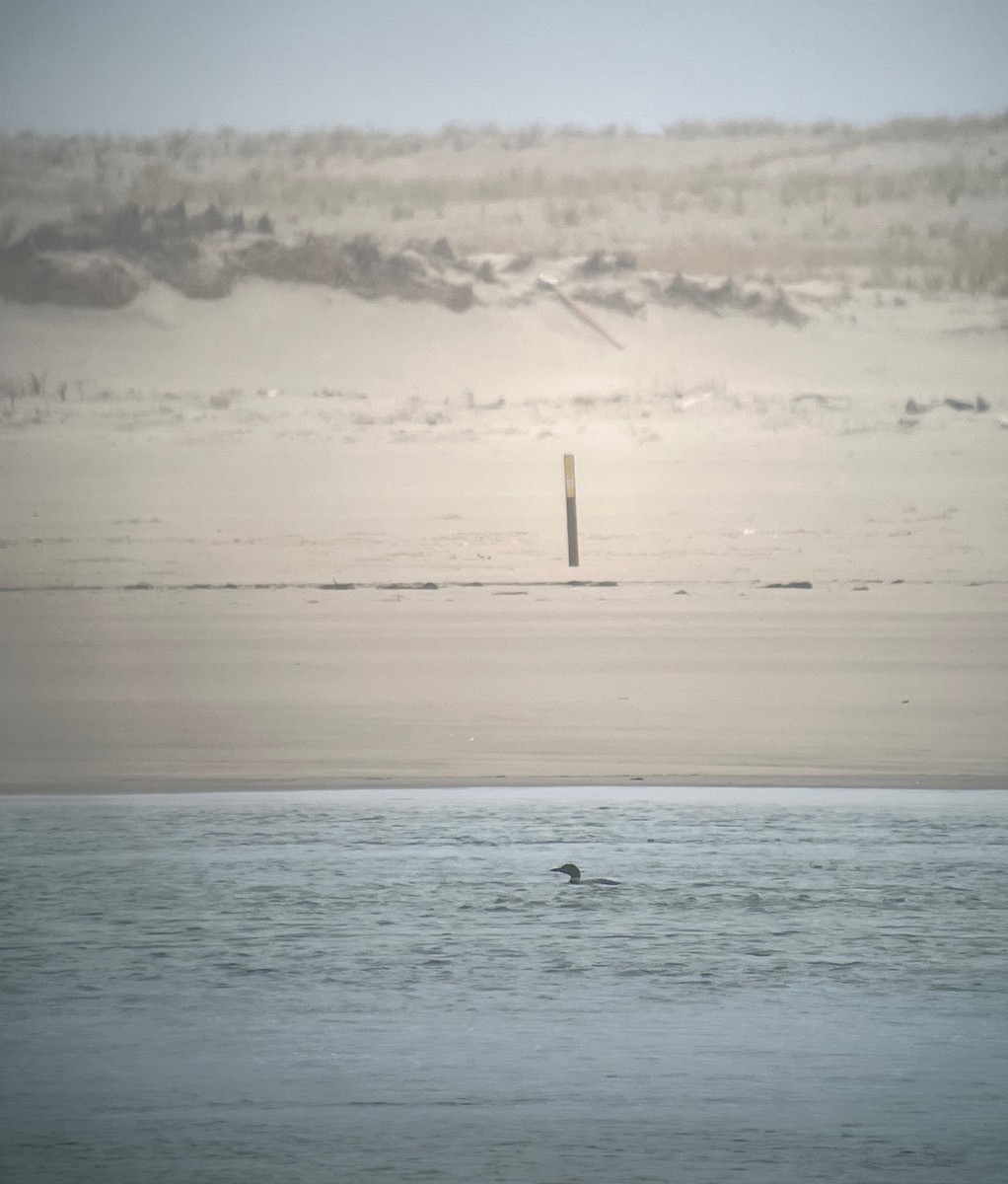 Common Loon - ML567354271