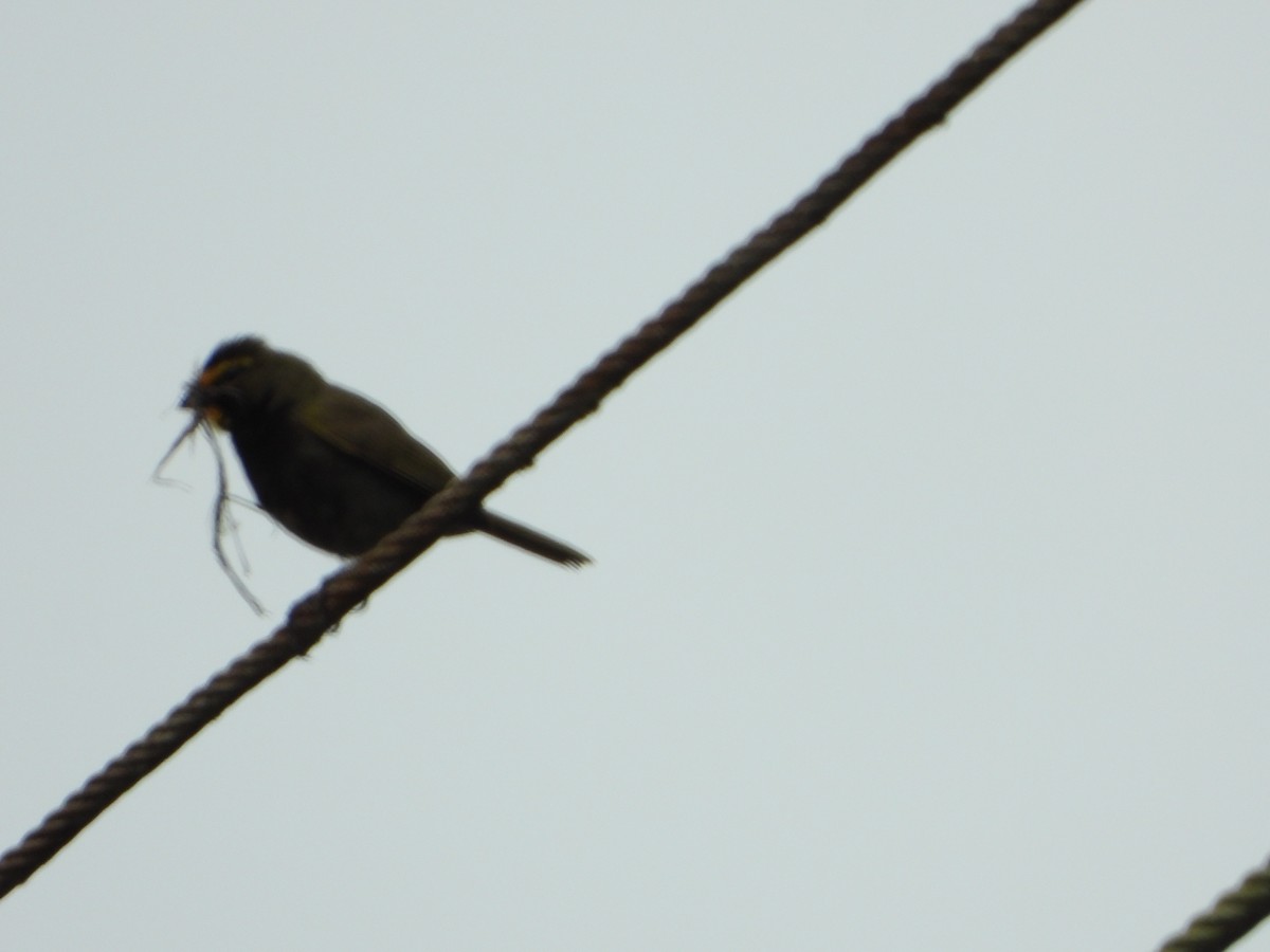 Yellow-faced Grassquit - Victoria Estrella