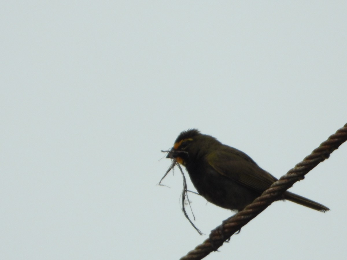 Yellow-faced Grassquit - Victoria Estrella