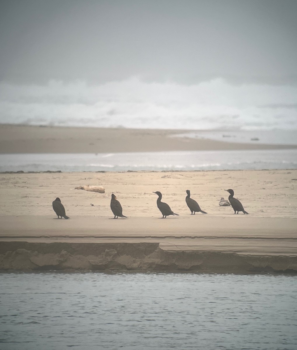 Double-crested Cormorant - ML567354341