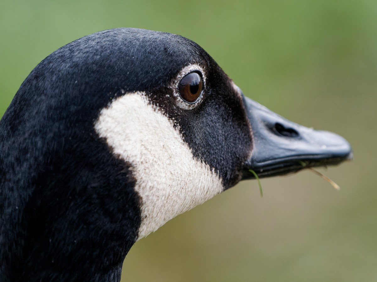 Canada Goose - ML567355391