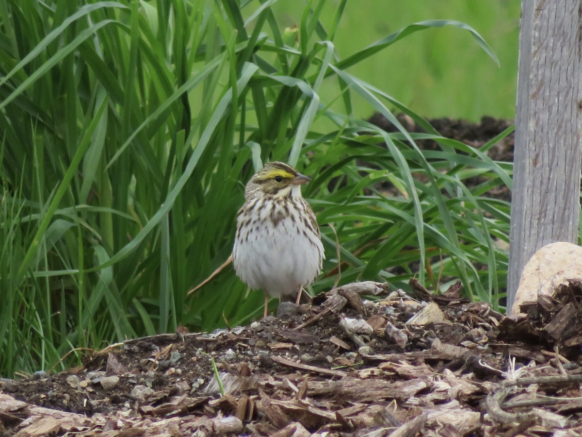 Savannah Sparrow (Savannah) - Deb Caron