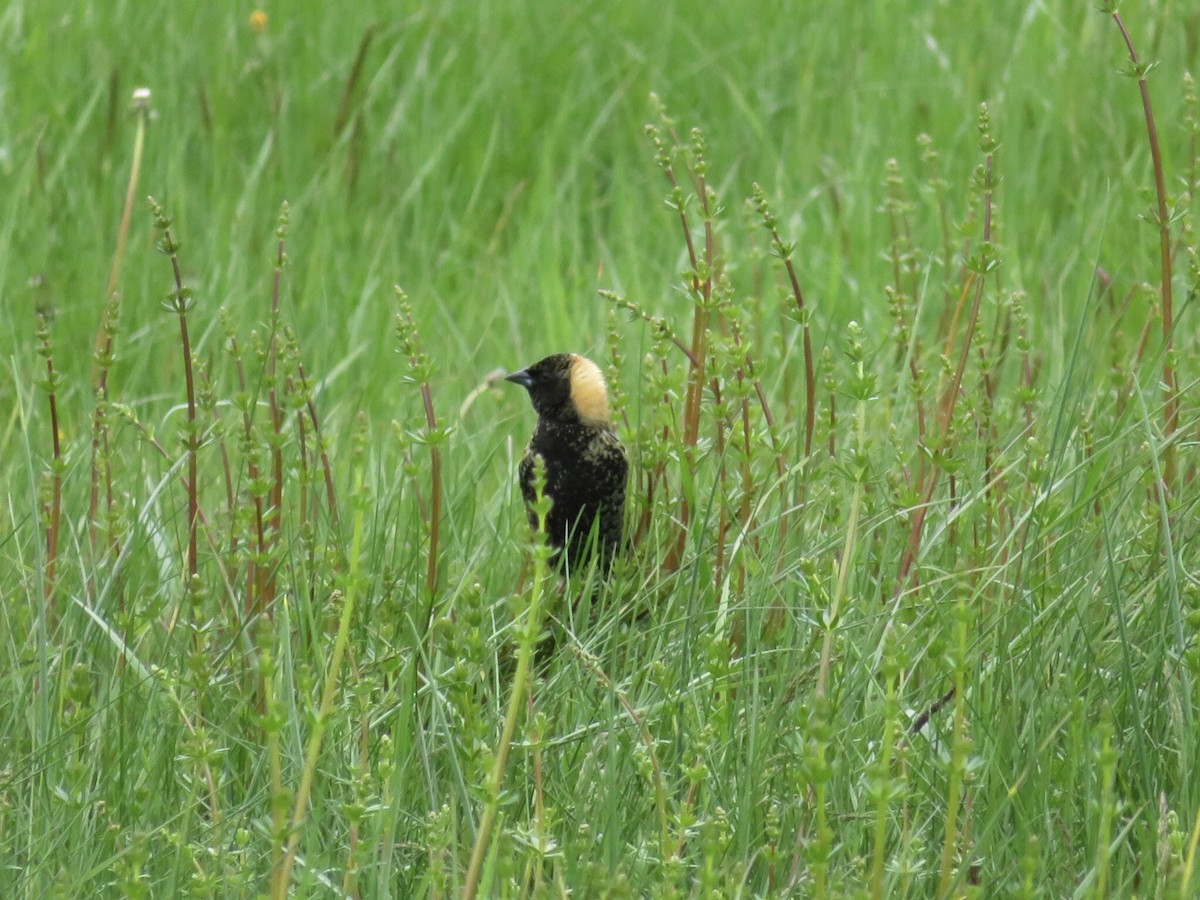 Bobolink - Deb Caron