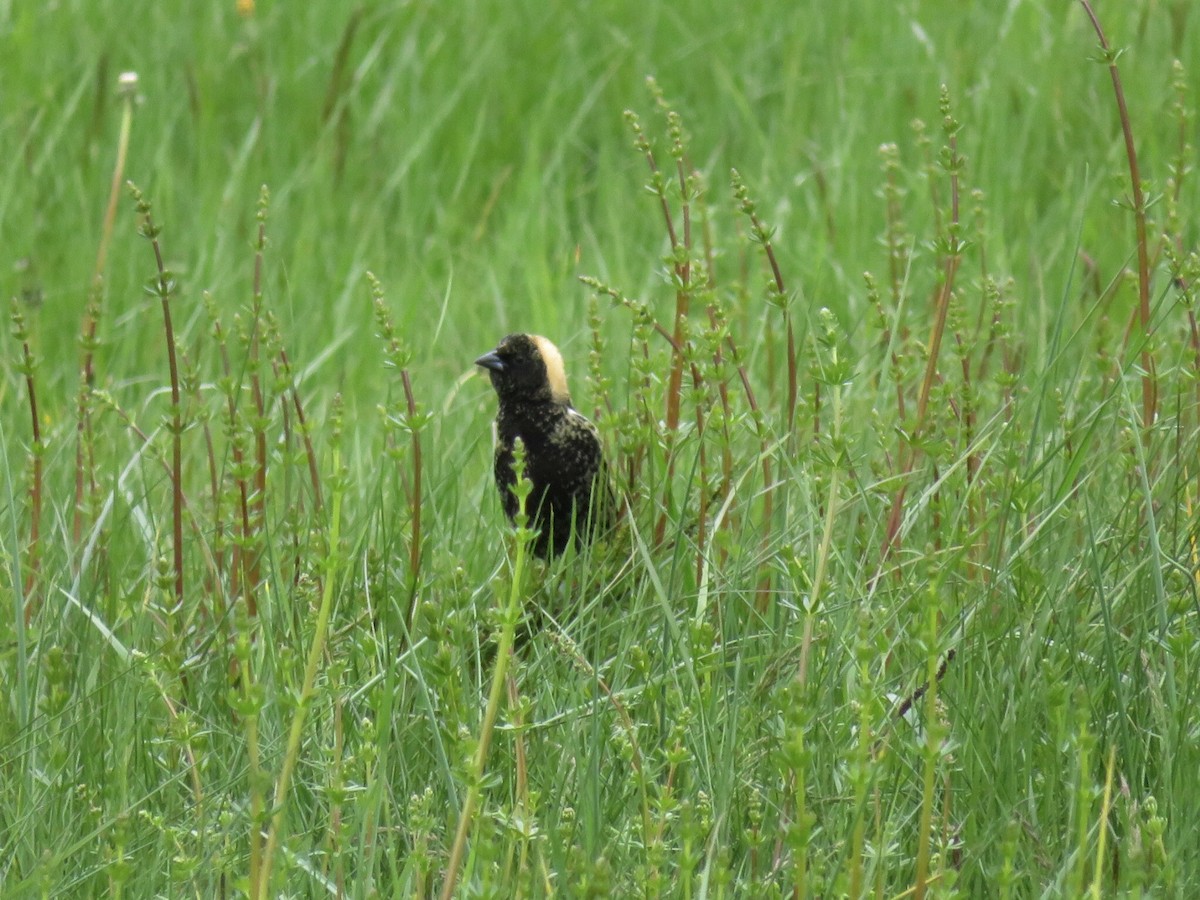 Bobolink - Deb Caron