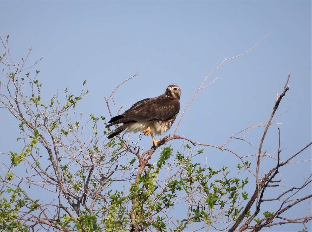 Swainson's Hawk - Lori Shuler