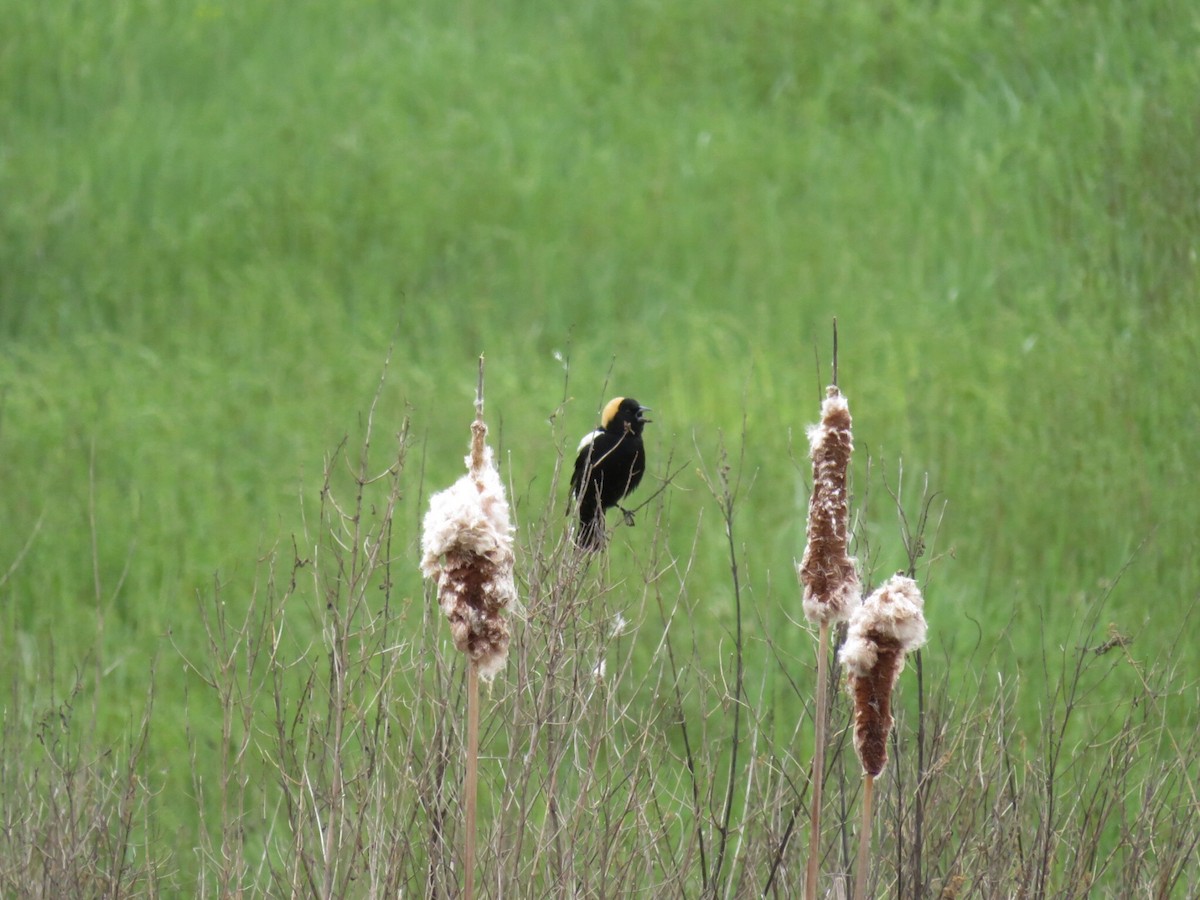 bobolink - ML567356591