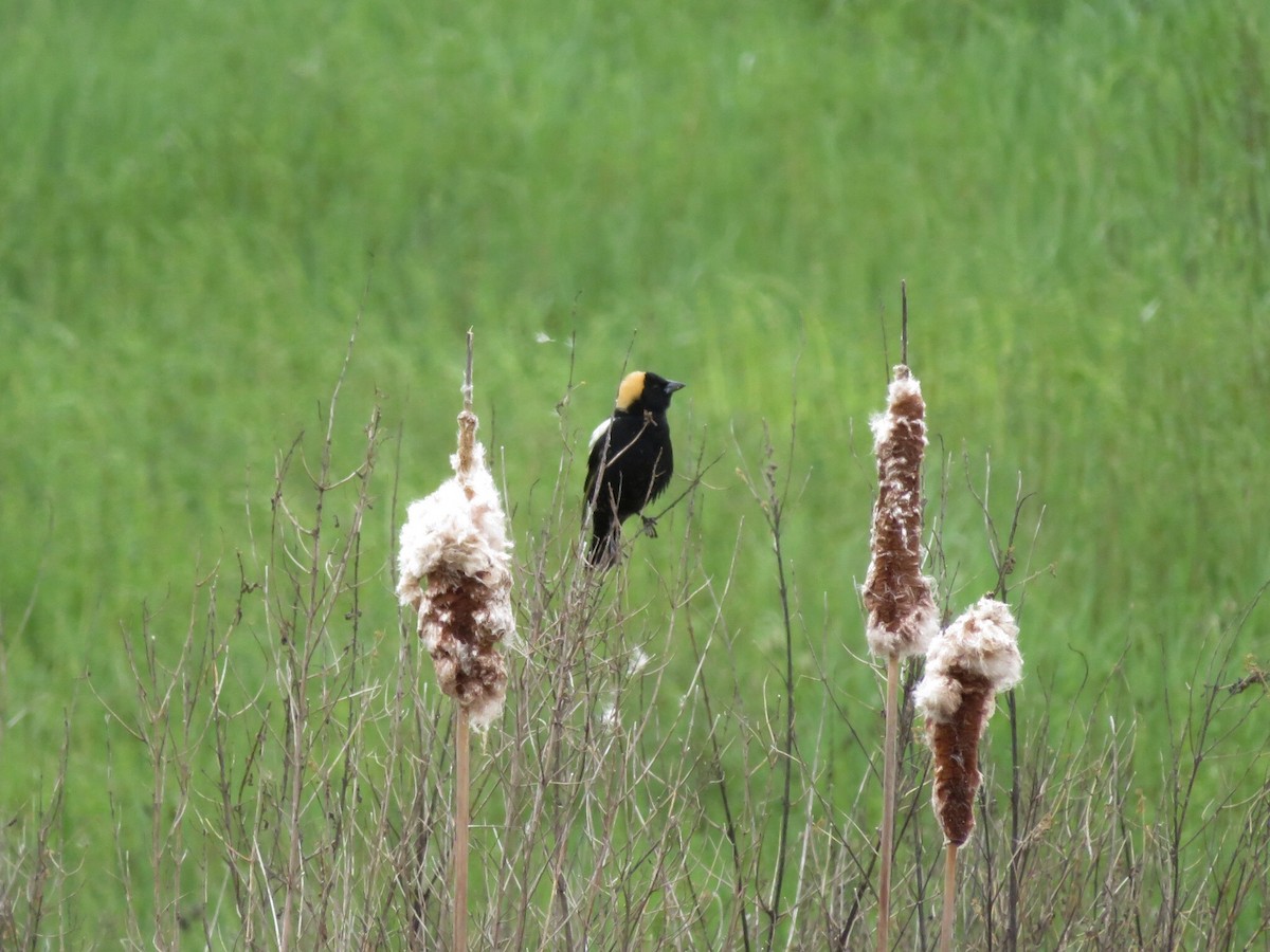 Bobolink - Deb Caron