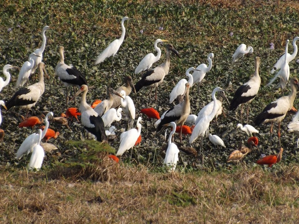 Cigogne maguari - ML567356651