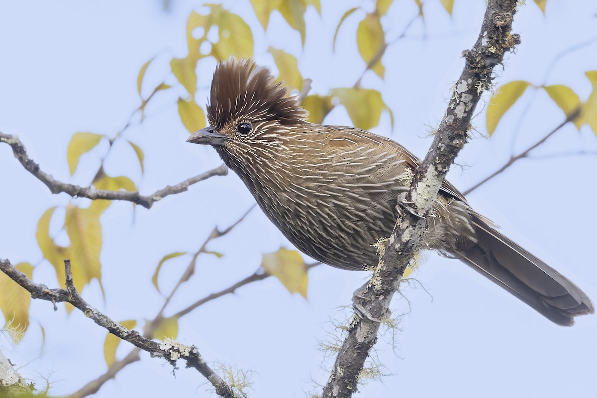 Striated Laughingthrush - ML567357051
