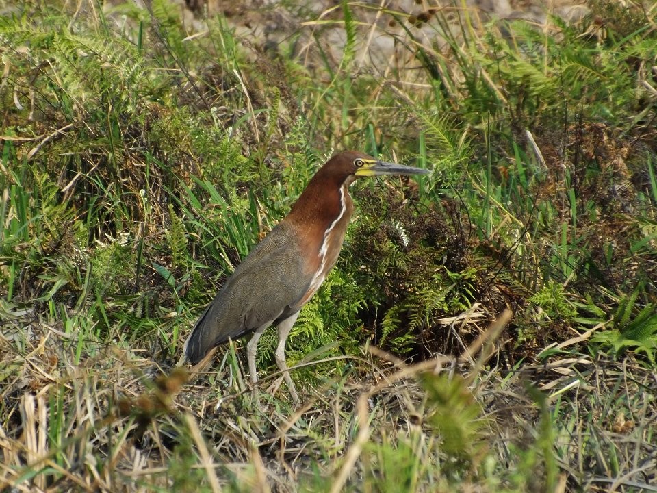 Rufescent Tiger-Heron - ML567357091