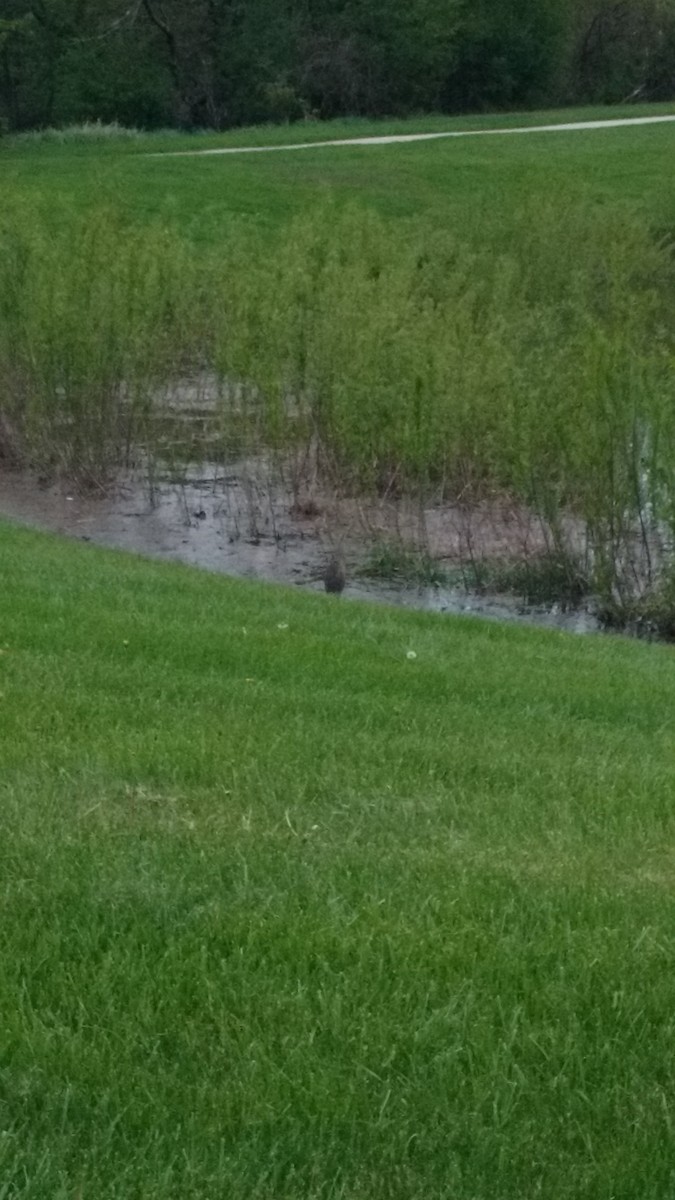 American Bittern - ML56735711