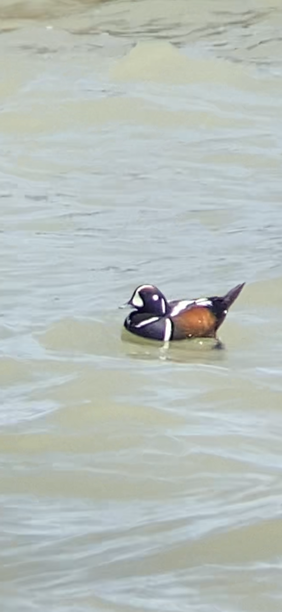 Harlequin Duck - ML567357211