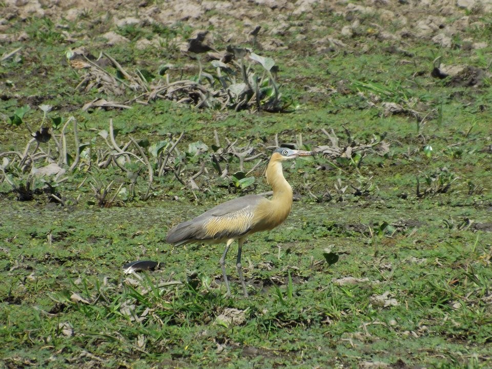 Garza Chiflona - ML567357261