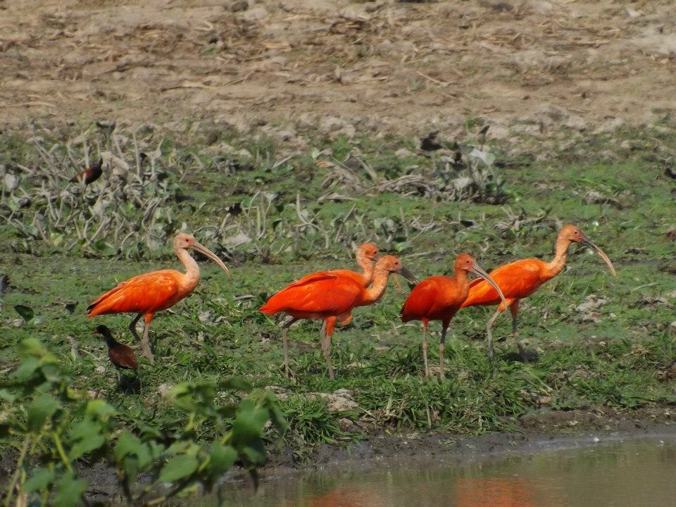 ibis rudý - ML567357501