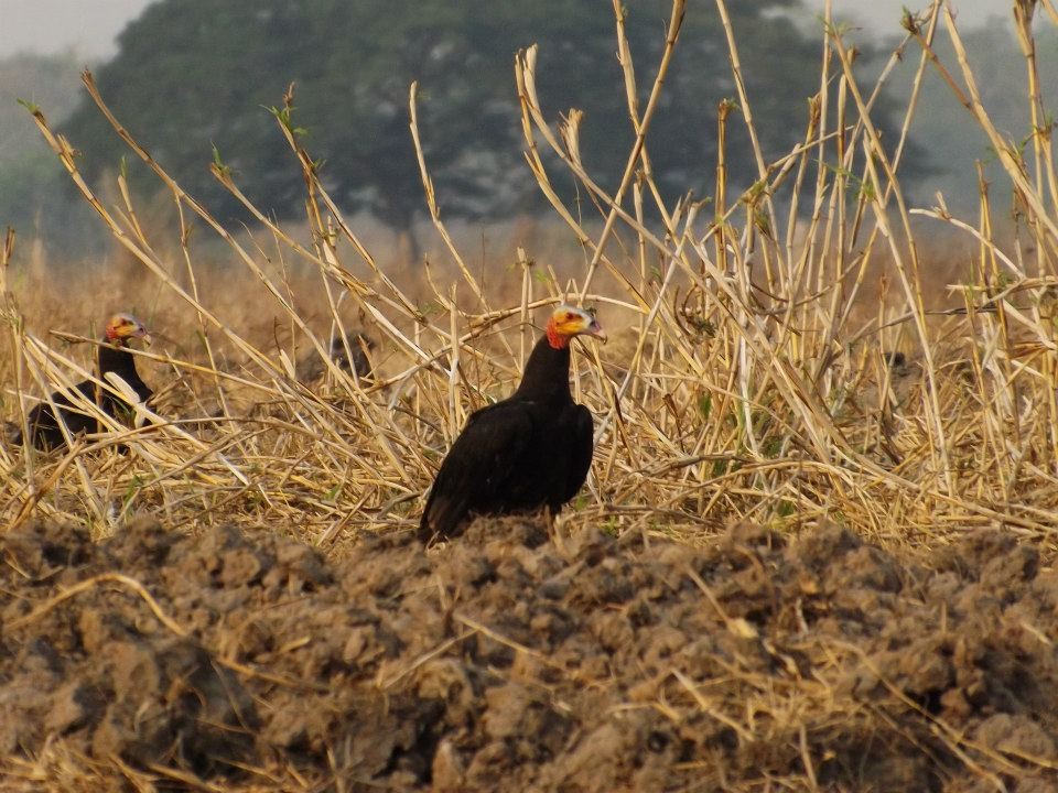 Lesser Yellow-headed Vulture - Maro Tulio Pacheco Caballero