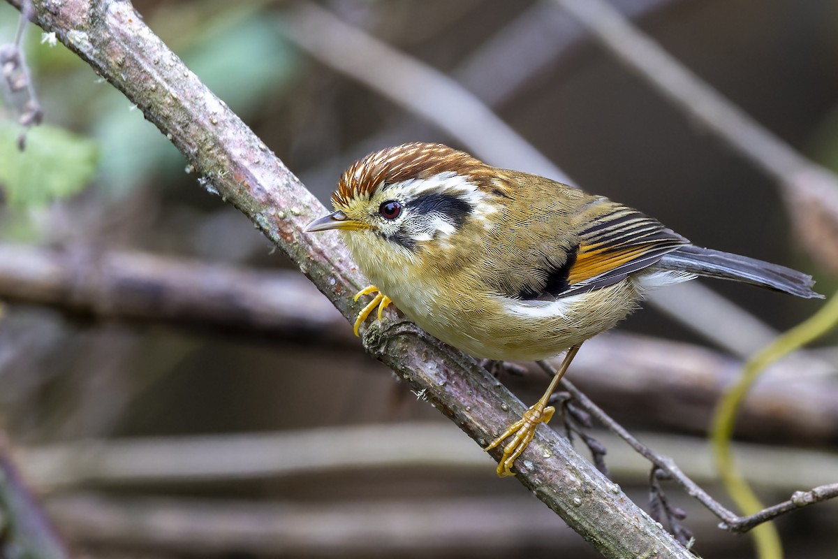 Rufous-winged Fulvetta - Bradley Hacker 🦜