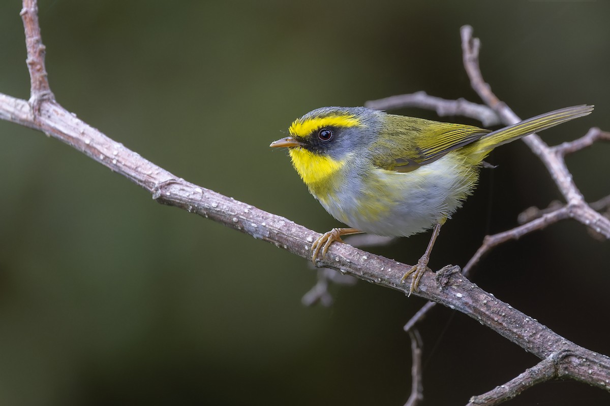 Black-faced Warbler - ML567357701