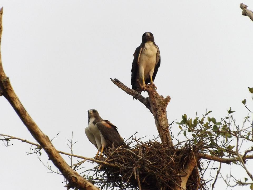 Weißschwanzbussard - ML567357771