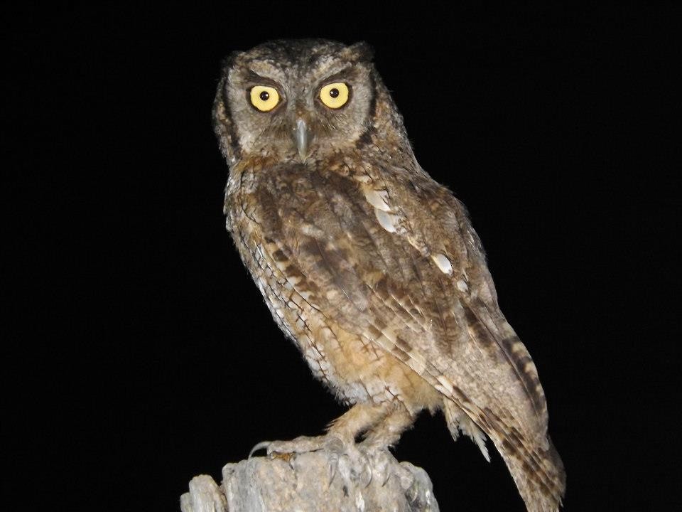 Tropical Screech-Owl - ML567357831