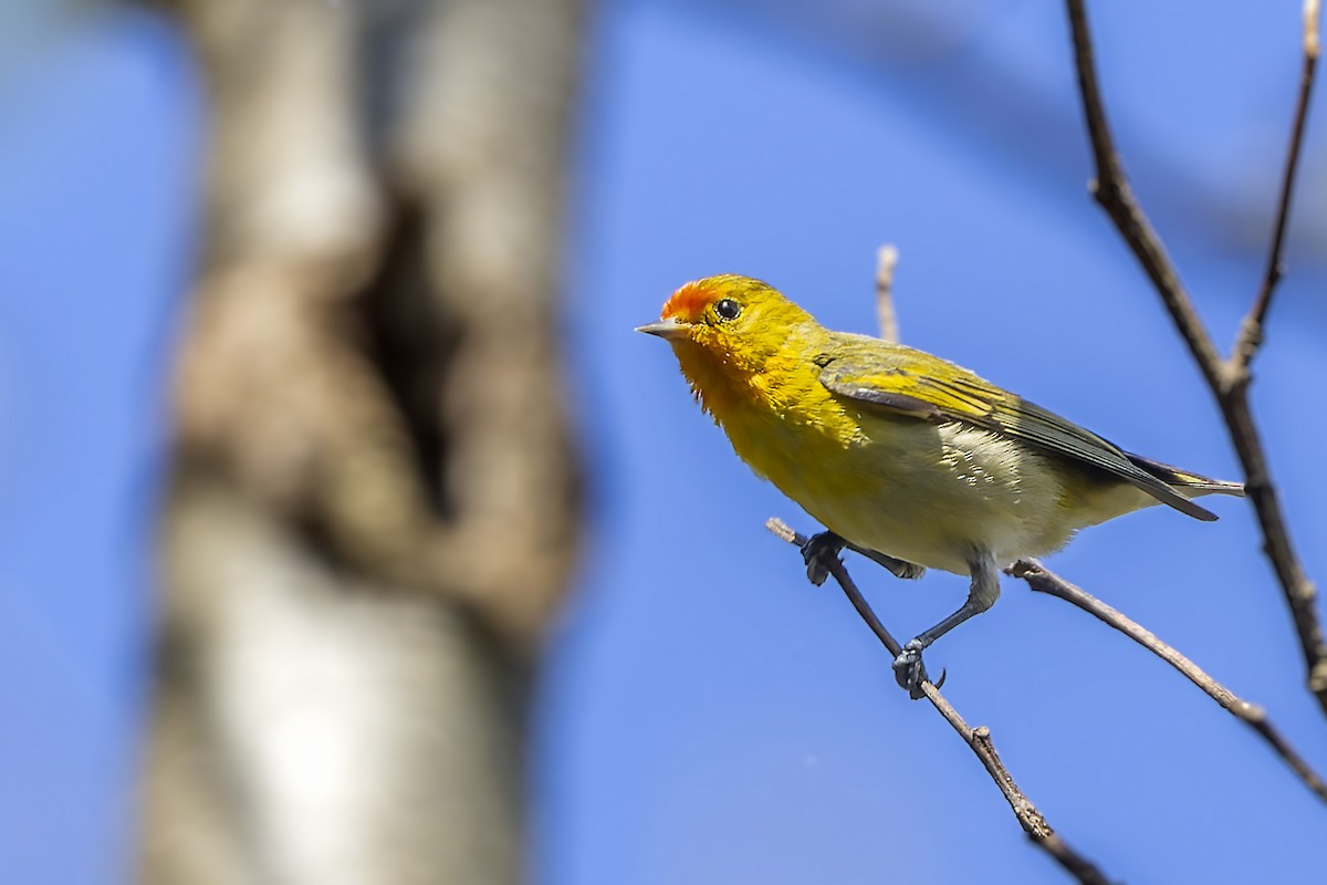 Fire-capped Tit - ML567358051